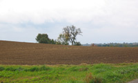 Feld in Kehl